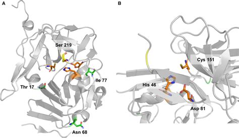 The structure of the catalytic domain of wild‐type TEV protease. (A)... | Download Scientific ...