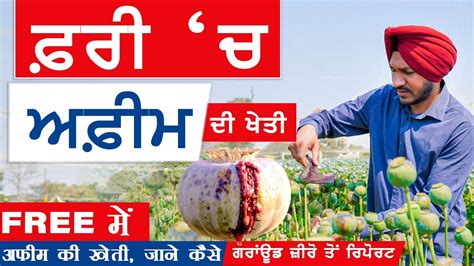 Afeem Farming In India | ਅਫੀਮ ਦੀ ਖੇਤੀ | अफीम की खेती | Opium Farming | Khalas Tv - YouTube