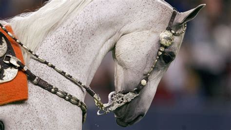 Meet Denver Broncos Mascot 'Thunder' - ABC News