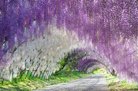 Wisteria Tree Tunnel in Japan