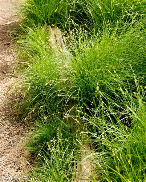 Berkeley sedge - Waterwise Garden Planner