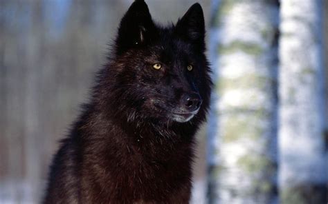 Black Wolf 4K Wallpapers - Top Free Black Wolf 4K Backgrounds - WallpaperAccess