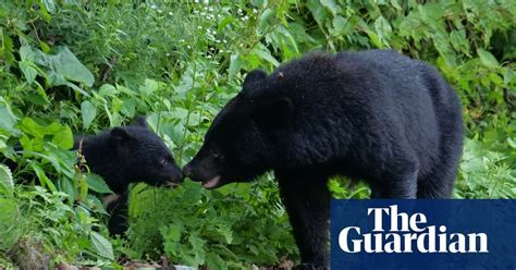 Bear attacks in Japan hit record high as hunger forces some to delay hibernation : r/nottheonion