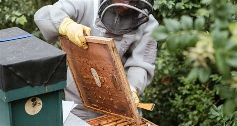 Queen Bee Rearing: A Step-By-Step Guide