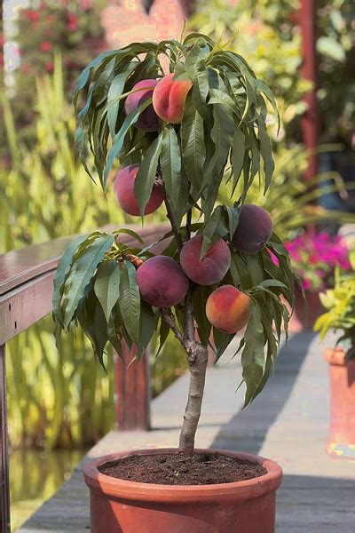 Dwarf fruit trees take up a smaller space in the garden or lawn | Cape Gazette