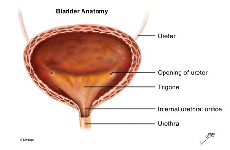 Bladder / Urethra Anatomy - USMLE Strike