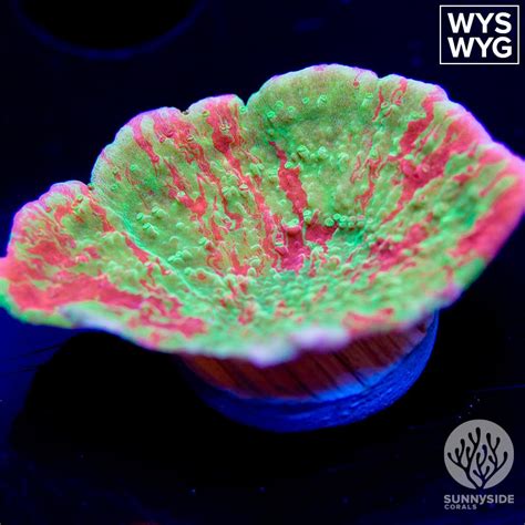 WWC-Grafted-cap-Montipora – Sunnyside Corals