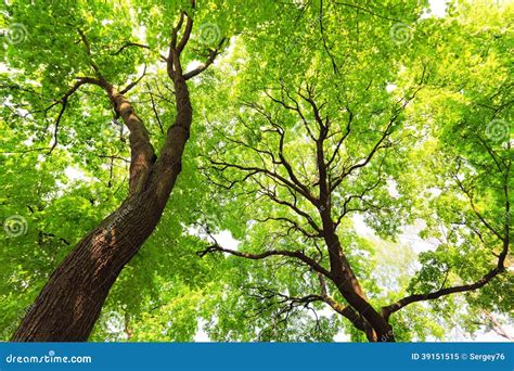 Trees With Green Leaves Canopy Stock Image - Image: 39151515