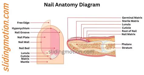 Complete Guide to Nail Anatomy: Parts, Names, Functions & Diagram ...