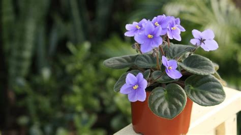 Discover the Beauty of African Violets