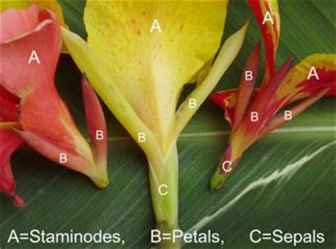 Different Parts of Canna Flowers their Names and Purpose