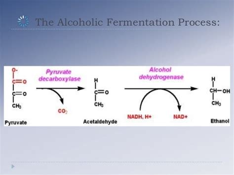 Alcoholic Fermentation Process