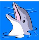 Dolphins » Resources » Surfnetkids