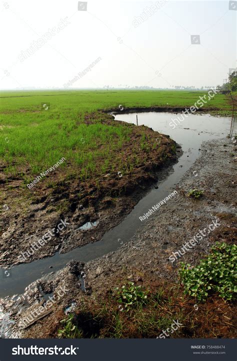 Paddy Field Beautiful Farmland Kuttanadu Kerala Stock Photo 758488474 ...