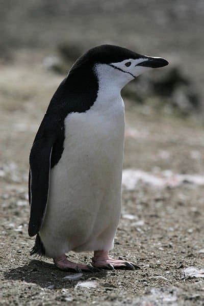 Picture 2 of 8 - Chinstrap Penguin (Pygoscelis Antarcticus) Pictures & Images - Animals - A-Z ...