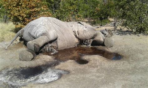 One Poacher Dead, Another Captured After Killing Two Elephants in Zimbabwe