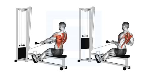 Cable Low Seated Row - Guide, Benefits, and Form