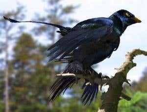 Microraptor's glossy black feather coat reconstructed | New Scientist