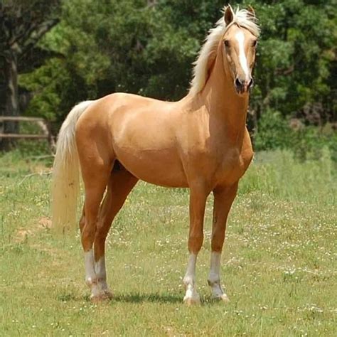 Palomino Horses: Beautiful and Fascinating Creatures