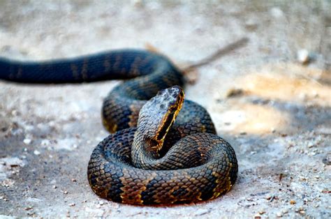 Cottonmouth Water Moccasin Snake Stock Photos, Pictures & Royalty-Free Images - iStock