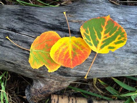 Aspen Leaf and Tree Photos - The Photo Argus