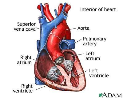 Normal heart anatomy (cut section): MedlinePlus Medical Encyclopedia Image