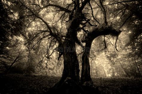 Dark Creepy Scary Strange Tree in a Forest with Fog on Halloween Stock ...