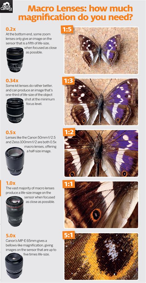 Cheat Sheet: Macro Lenses - How Much Magnification Do You Need ...