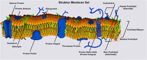 Gambar Membran Sel Dan Keterangan – pulp