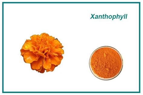 Top Quality Xanthophyll Manufacturers, Suppliers, Factory - Wholesale ...