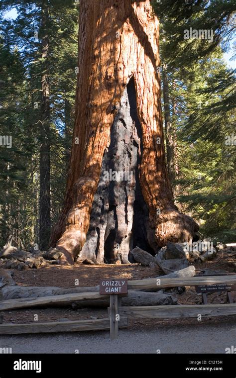 Mammoth tree (Sequoia sempervirens), Grizzly Giant, Mariposa Grove, Yosemite National Park ...