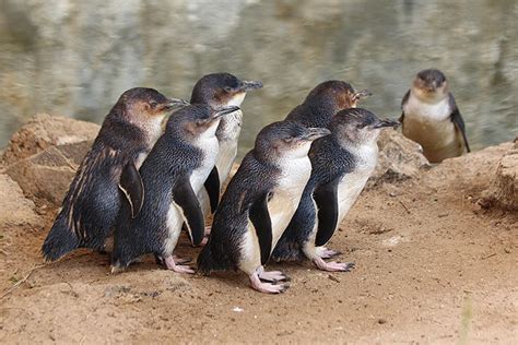 Little Fury Penguins - Passing Winds Accommodation | Emu Bay Kangaroo Island