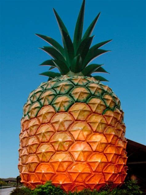 Heritage listed Big Pineapple on the Sunshine Coast | Big pineapple, Pineapple, Heritage