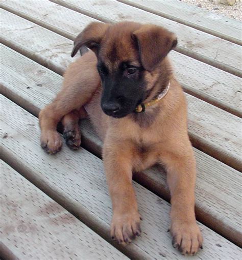 Belgian Shepherd Malinois Pictures and Reviews | Dog breeds and Puppies Pictures