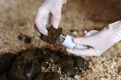 Equine Survey Reveals Horse Owners Are Still Struggling with Worm ...