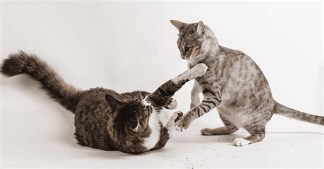 Are my Cats Playing or Fighting? How can you Tell?