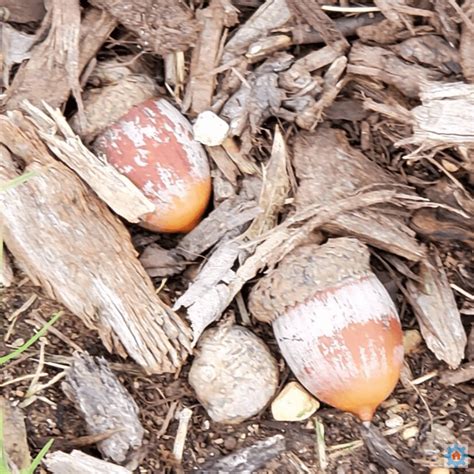 Discovering the Acorn Life Cycle During Morning Walks - Engineer to SAHM