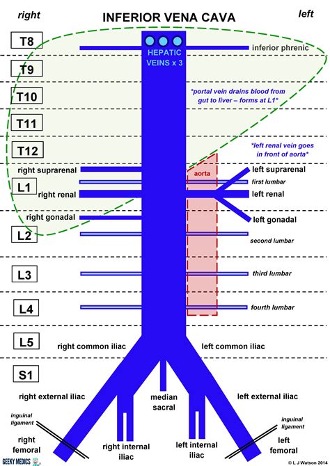 Anatomy - Inferior Vena Cava - Geeky Medics | Diagnostic medical sonography, Medical anatomy ...