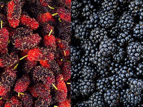 mulberry-vs-blackberry-health-benefits-uses-and-differences | Food Readme