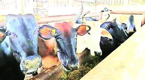 No relief to Sukhdarshanpur Gaushala, cattle problem continues for ...