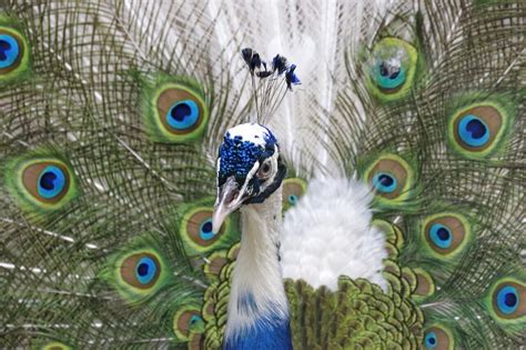 Peacock Symbolism: What Does A Peacock Symbolize?