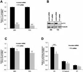 Effects of YY1 knockdown on both reporter and endogenous target gene...