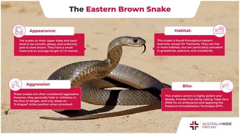 The Eastern Brown Snake | Snake Facts