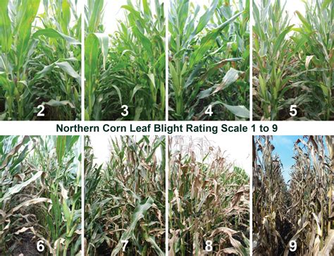 Managing Corn Diseases | Crop Science US