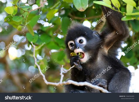 49,723 Leaf monkey Images, Stock Photos & Vectors | Shutterstock