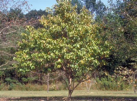 Hachiya Persimmon Trees for Sale at Arbor Day's Online Tree Nursery ...