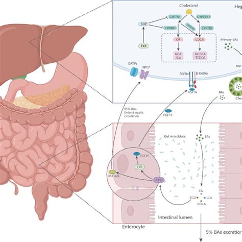 Enterohepatic circulation. | Download Scientific Diagram