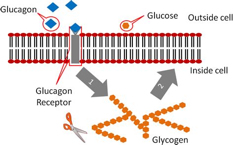 4.5 Glycemic Response, Insulin, & Glucagon | Nutrition Flexbook