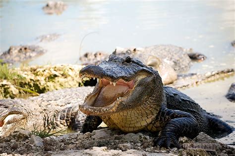 The World's Loudest Animals - WorldAtlas