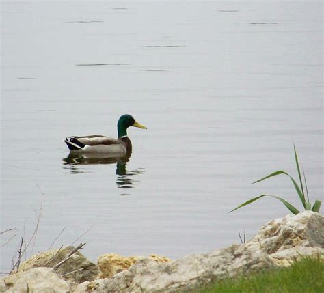 Male Mallard Duck Swimming Free Stock Photo - Public Domain Pictures